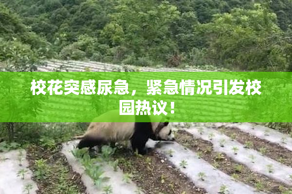 校花突感尿急，紧急情况引发校园热议！