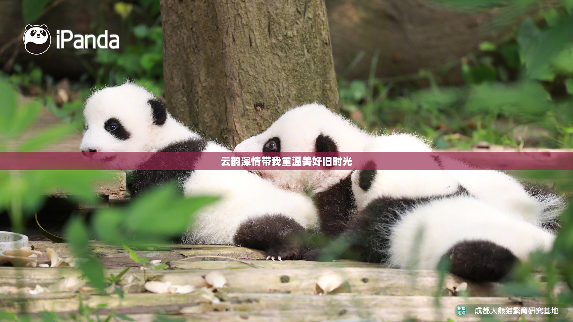 云韵深情带我重温美好旧时光