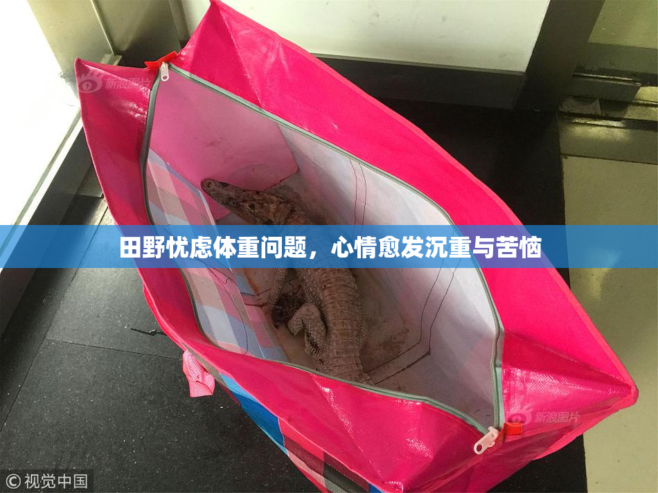 田野忧虑体重问题，心情愈发沉重与苦恼