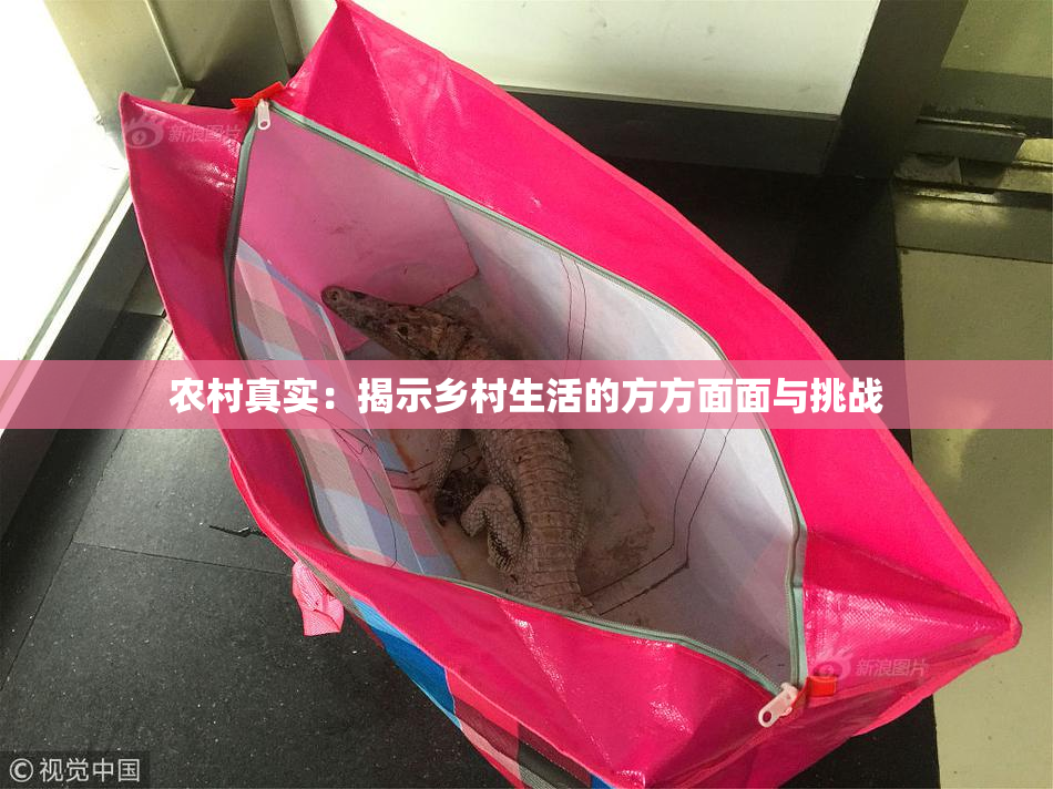 农村真实：揭示乡村生活的方方面面与挑战