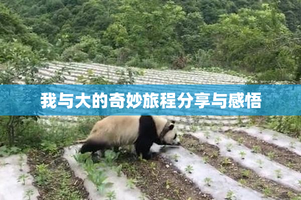 我与大的奇妙旅程分享与感悟