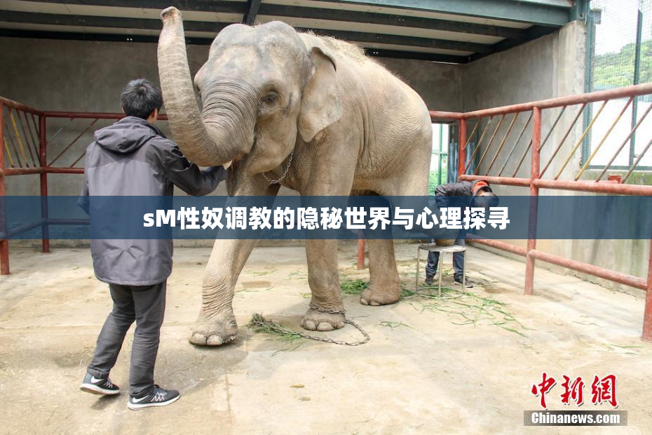 sM性奴调教的隐秘世界与心理探寻
