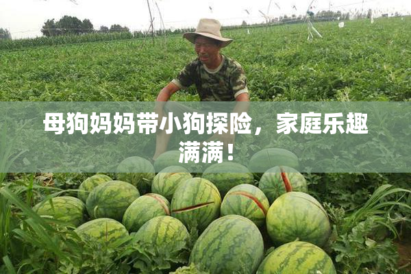 母狗妈妈带小狗探险，家庭乐趣满满！