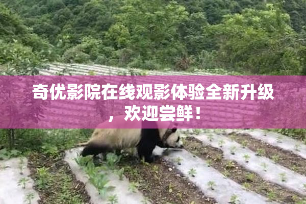 奇优影院在线观影体验全新升级，欢迎尝鲜！