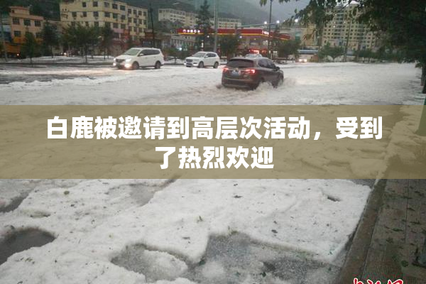白鹿被邀请到高层次活动，受到了热烈欢迎