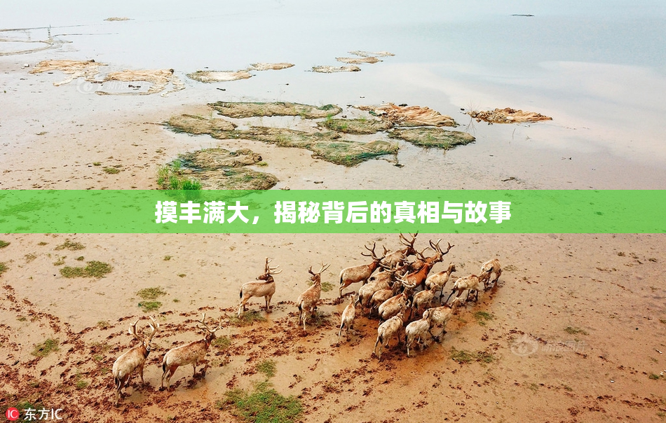 摸丰满大，揭秘背后的真相与故事