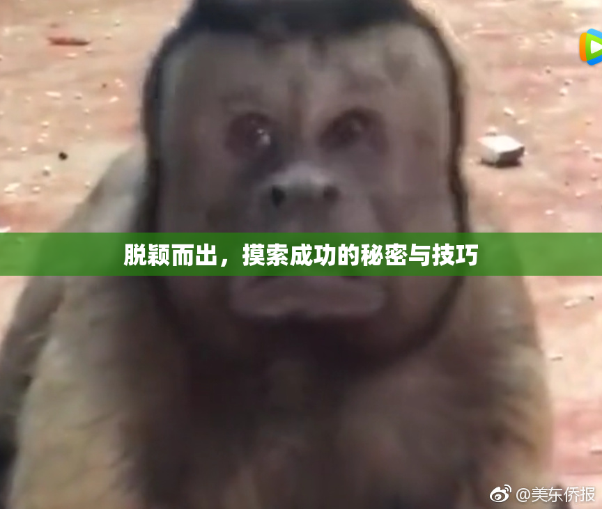脱颖而出，摸索成功的秘密与技巧