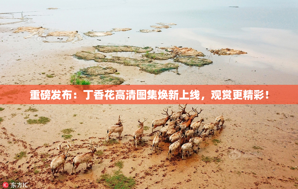 重磅发布：丁香花高清图集焕新上线，观赏更精彩！