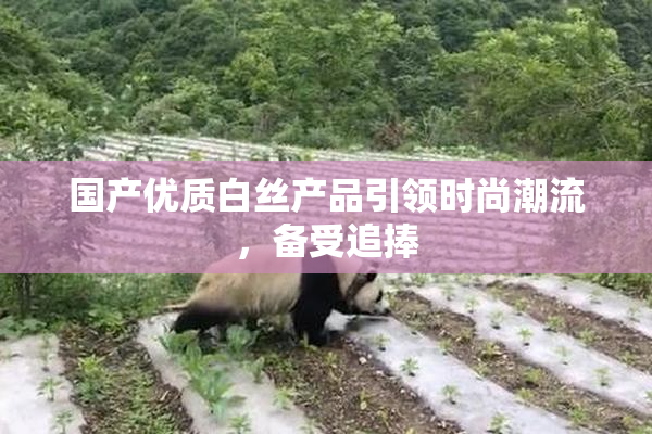 国产优质白丝产品引领时尚潮流，备受追捧