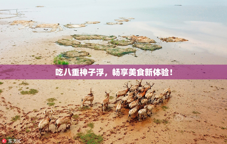 吃八重神子浮，畅享美食新体验！