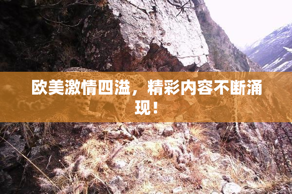 欧美激情四溢，精彩内容不断涌现！