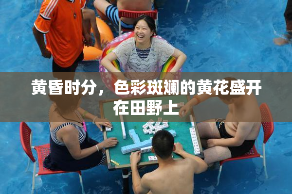黄昏时分，色彩斑斓的黄花盛开在田野上