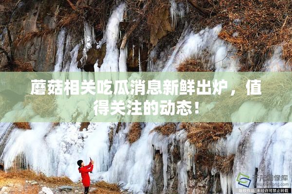蘑菇相关吃瓜消息新鲜出炉，值得关注的动态！