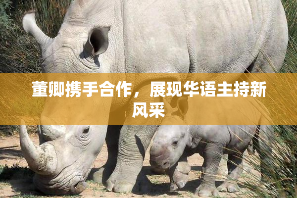 董卿携手合作，展现华语主持新风采