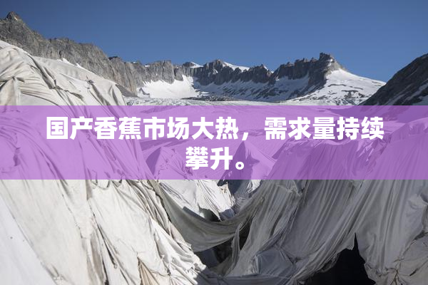 国产香蕉市场大热，需求量持续攀升。