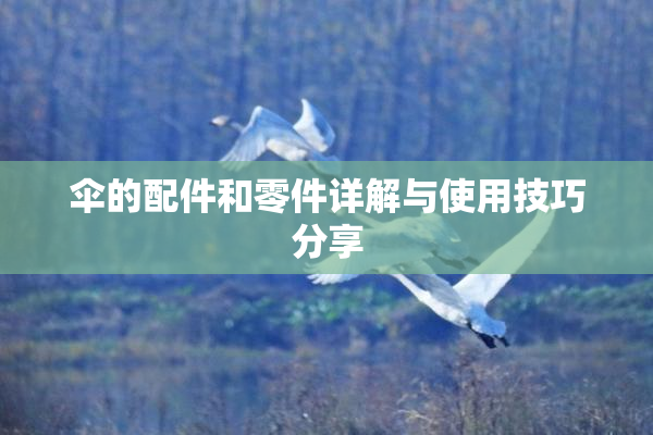 伞的配件和零件详解与使用技巧分享