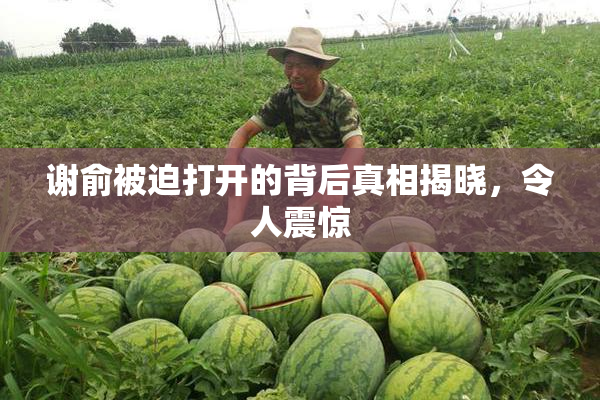 谢俞被迫打开的背后真相揭晓，令人震惊