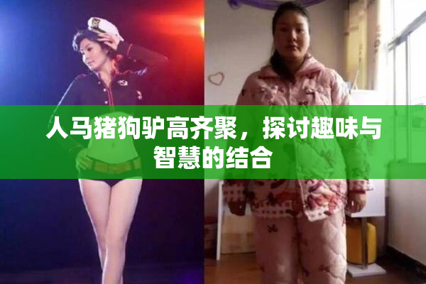 人马猪狗驴高齐聚，探讨趣味与智慧的结合