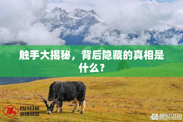 触手大揭秘，背后隐藏的真相是什么？