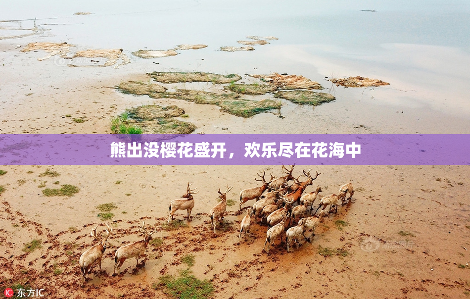 熊出没樱花盛开，欢乐尽在花海中