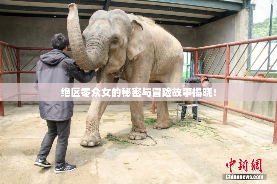 绝区零众女的秘密与冒险故事揭晓！