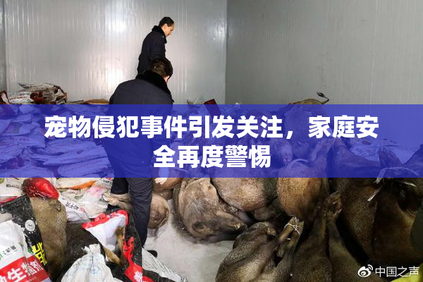 宠物侵犯事件引发关注，家庭安全再度警惕