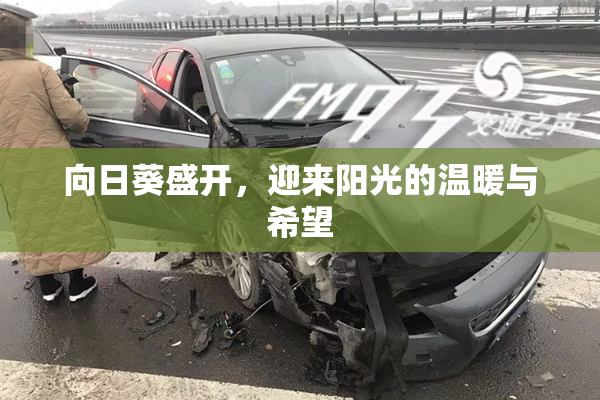 向日葵盛开，迎来阳光的温暖与希望