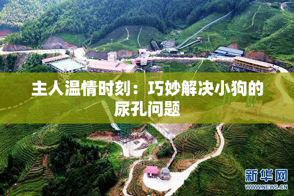 主人温情时刻：巧妙解决小狗的尿孔问题