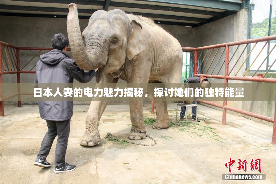 日本人妻的电力魅力揭秘，探讨她们的独特能量