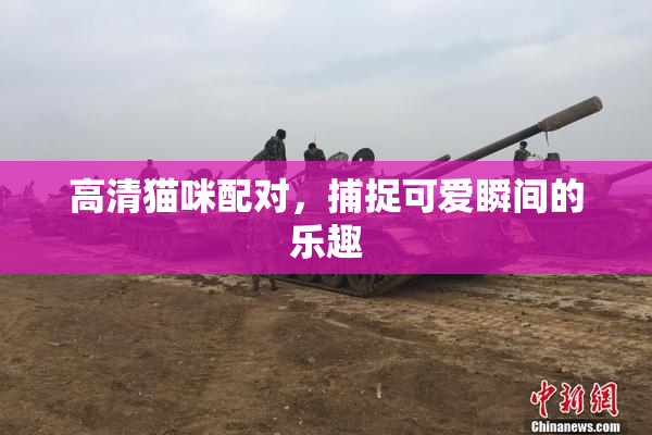 高清猫咪配对，捕捉可爱瞬间的乐趣