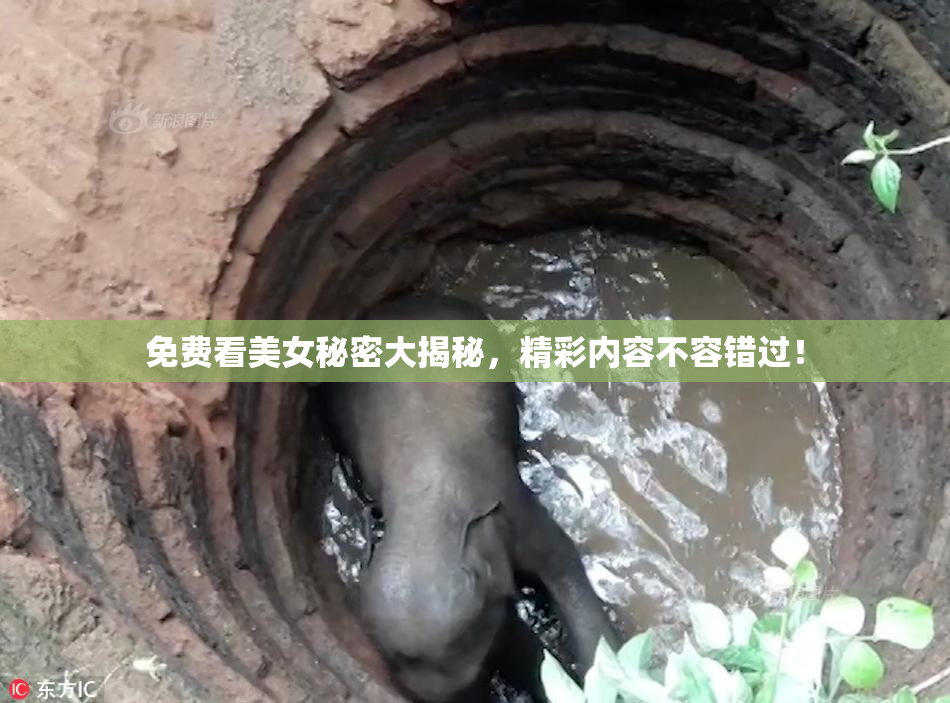免费看美女秘密大揭秘，精彩内容不容错过！