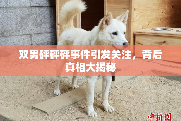 双男砰砰砰事件引发关注，背后真相大揭秘