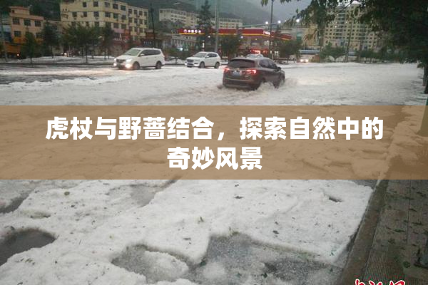 虎杖与野蔷结合，探索自然中的奇妙风景
