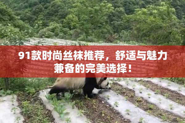 91款时尚丝袜推荐，舒适与魅力兼备的完美选择！