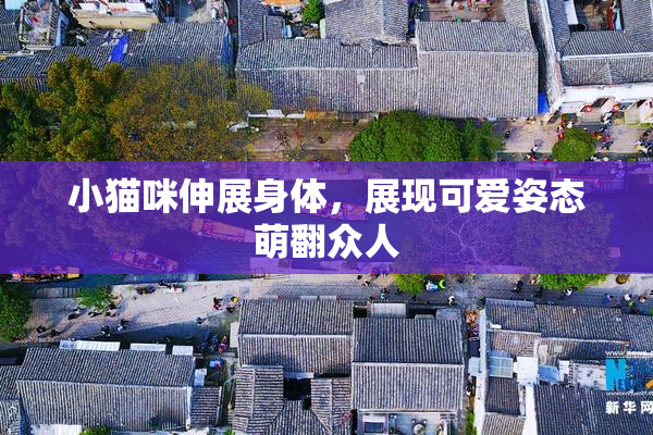 小猫咪伸展身体，展现可爱姿态萌翻众人