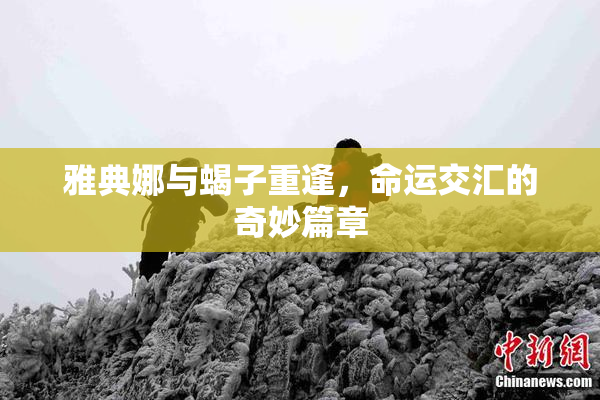 雅典娜与蝎子重逢，命运交汇的奇妙篇章