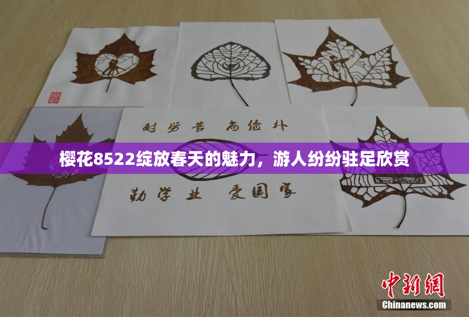 樱花8522绽放春天的魅力，游人纷纷驻足欣赏