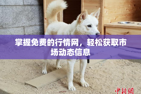 掌握免费的行情网，轻松获取市场动态信息