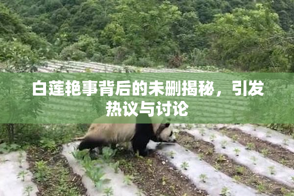 白莲艳事背后的未删揭秘，引发热议与讨论