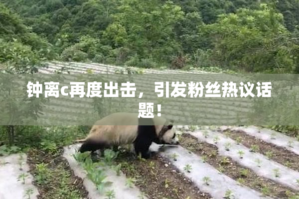 钟离c再度出击，引发粉丝热议话题！