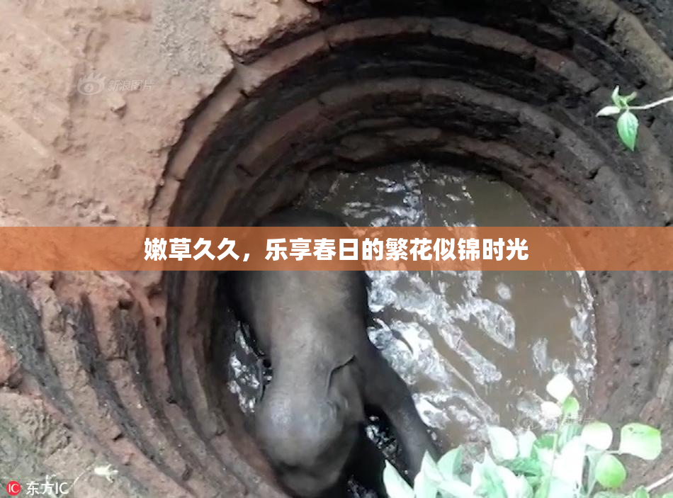 嫩草久久，乐享春日的繁花似锦时光