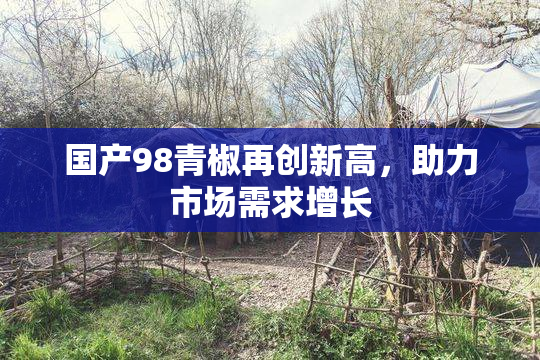 国产98青椒再创新高，助力市场需求增长