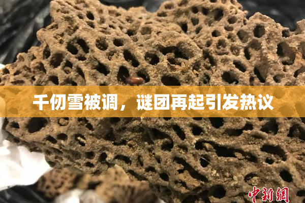 千仞雪被调，谜团再起引发热议