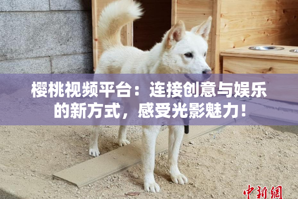樱桃视频平台：连接创意与娱乐的新方式，感受光影魅力！