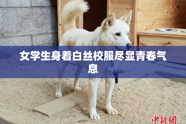 女学生身着白丝校服尽显青春气息
