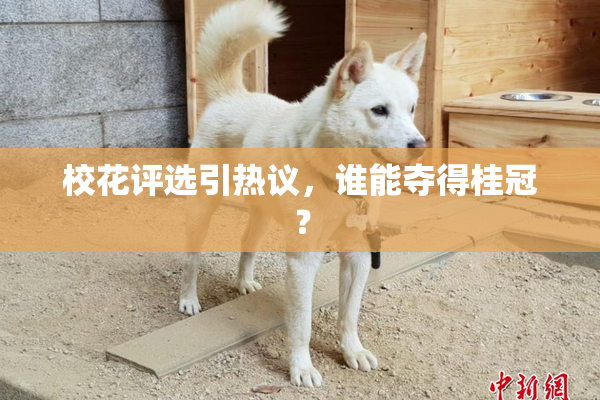 校花评选引热议，谁能夺得桂冠？