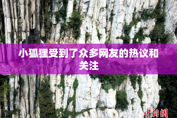 小狐狸受到了众多网友的热议和关注