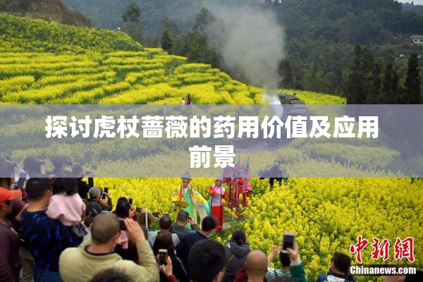 探讨虎杖蔷薇的药用价值及应用前景