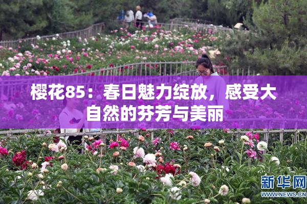 樱花85：春日魅力绽放，感受大自然的芬芳与美丽