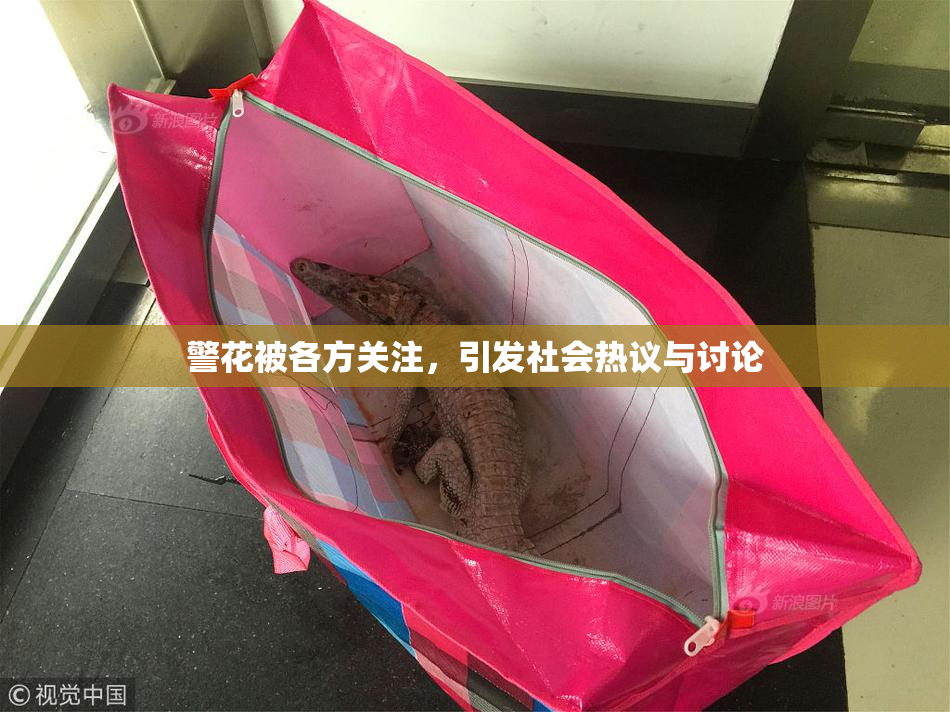 警花被各方关注，引发社会热议与讨论